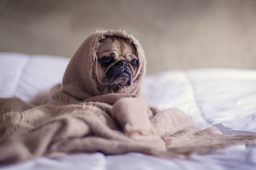 Antibiotika für Hunde