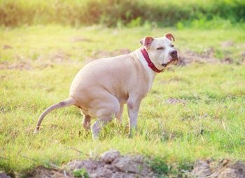 Blut im Hundekot