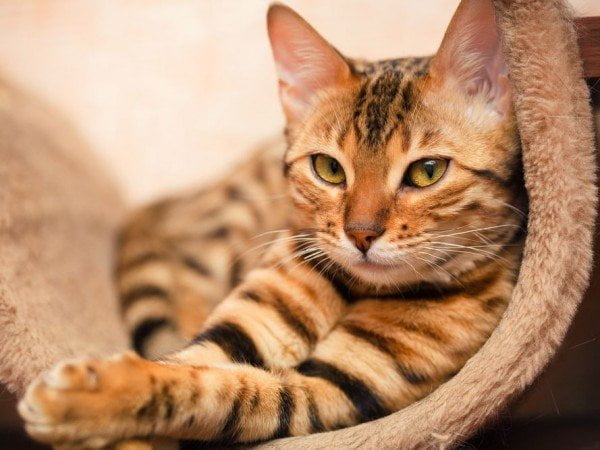 Durchfall bei Katzen