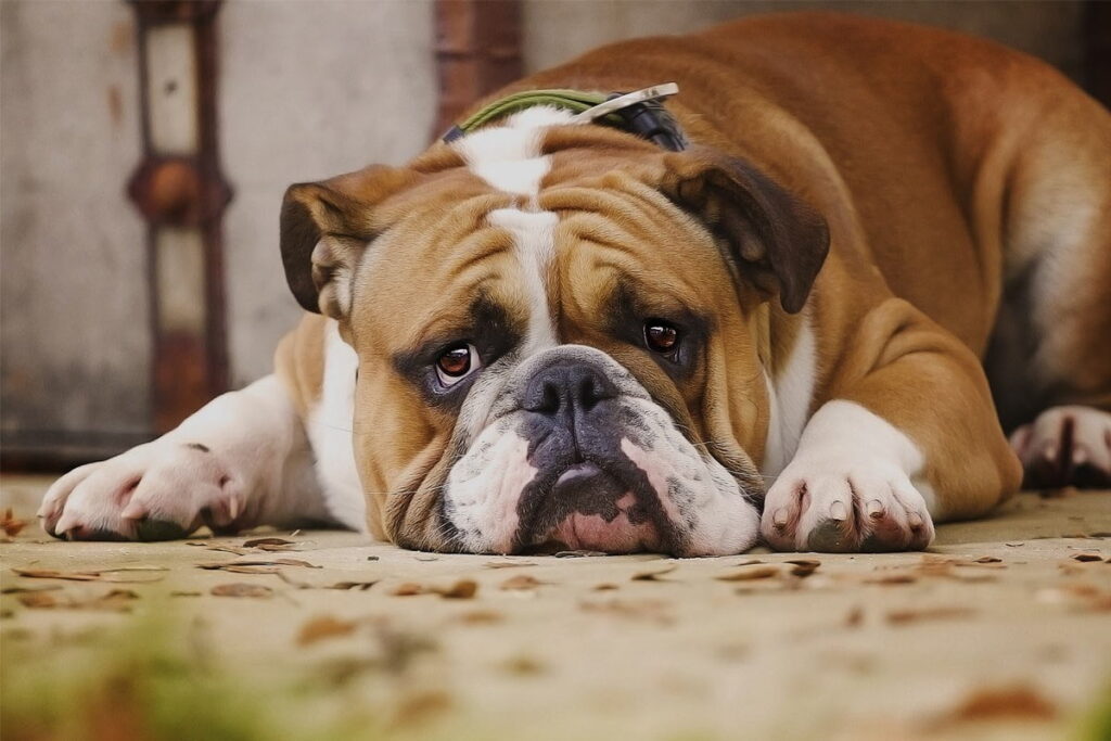 Durchfall bei Hunden