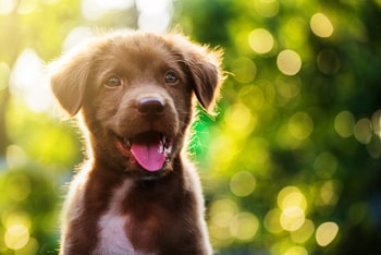 Milben Hund