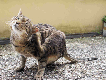 Ohrenentzündung bei Katzen