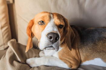 Schmerzmittel Hund