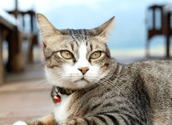 Struvitsteine Katze