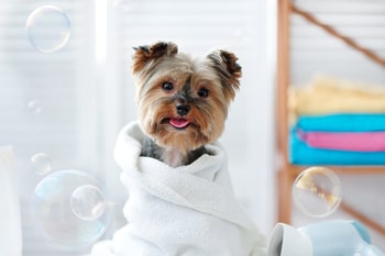 Hunde waschen – wichtige Tipps für die Hundepflege!