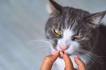 Vitamine für Katzen