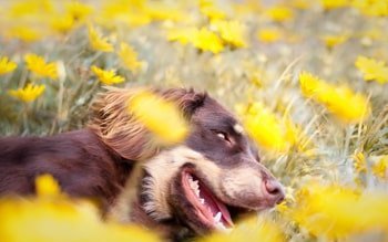 Propolis für Hunde
