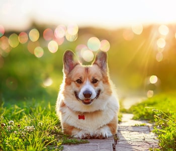 Algen für Hunde