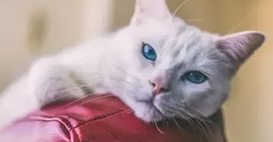 Arthrose bei Katzen