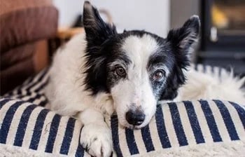Arthrose bei Hunden