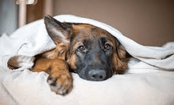 PEA für Hunde