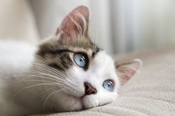 Pelzmilben Katze