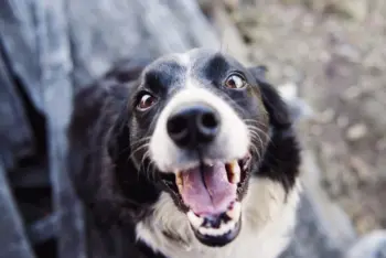 Mundgeruch Hund