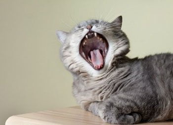 Mundgeruch Katze