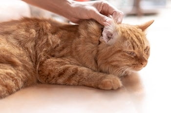 Ohrenschmalz Katze