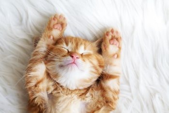 Ohrmilben Katze
