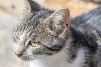 Zeckenentfernung Katze