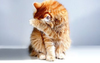 Allergie bei Katzen