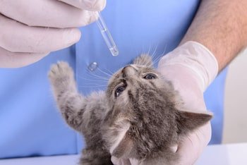 Augentropfen Katze