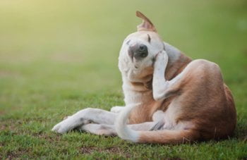 Flohmittel Hund