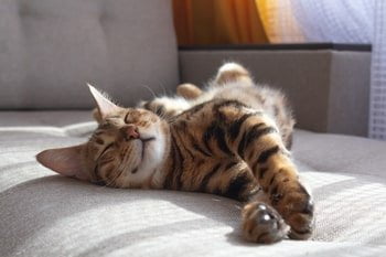 Futtermittelallergie Katze