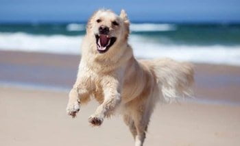 Glucosamin Hunde