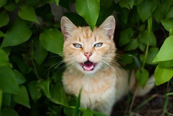 Katze miaut viel