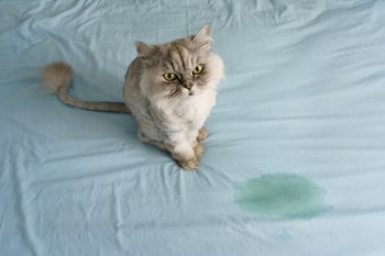 Katze pinkelt ins Haus