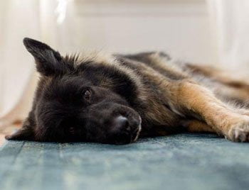 Morbus Addison Hund