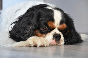 Parvovirose Hund 