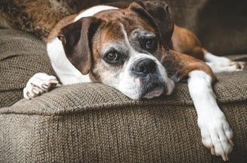 Spondylose beim Hund