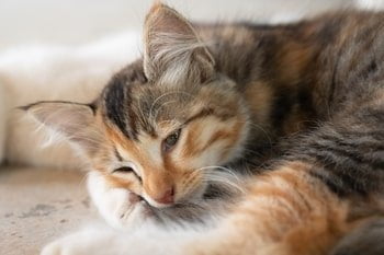 Baldrian Katze