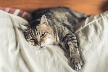 Kranke Katze