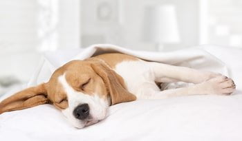 Malassezia Hund