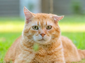 Katzen